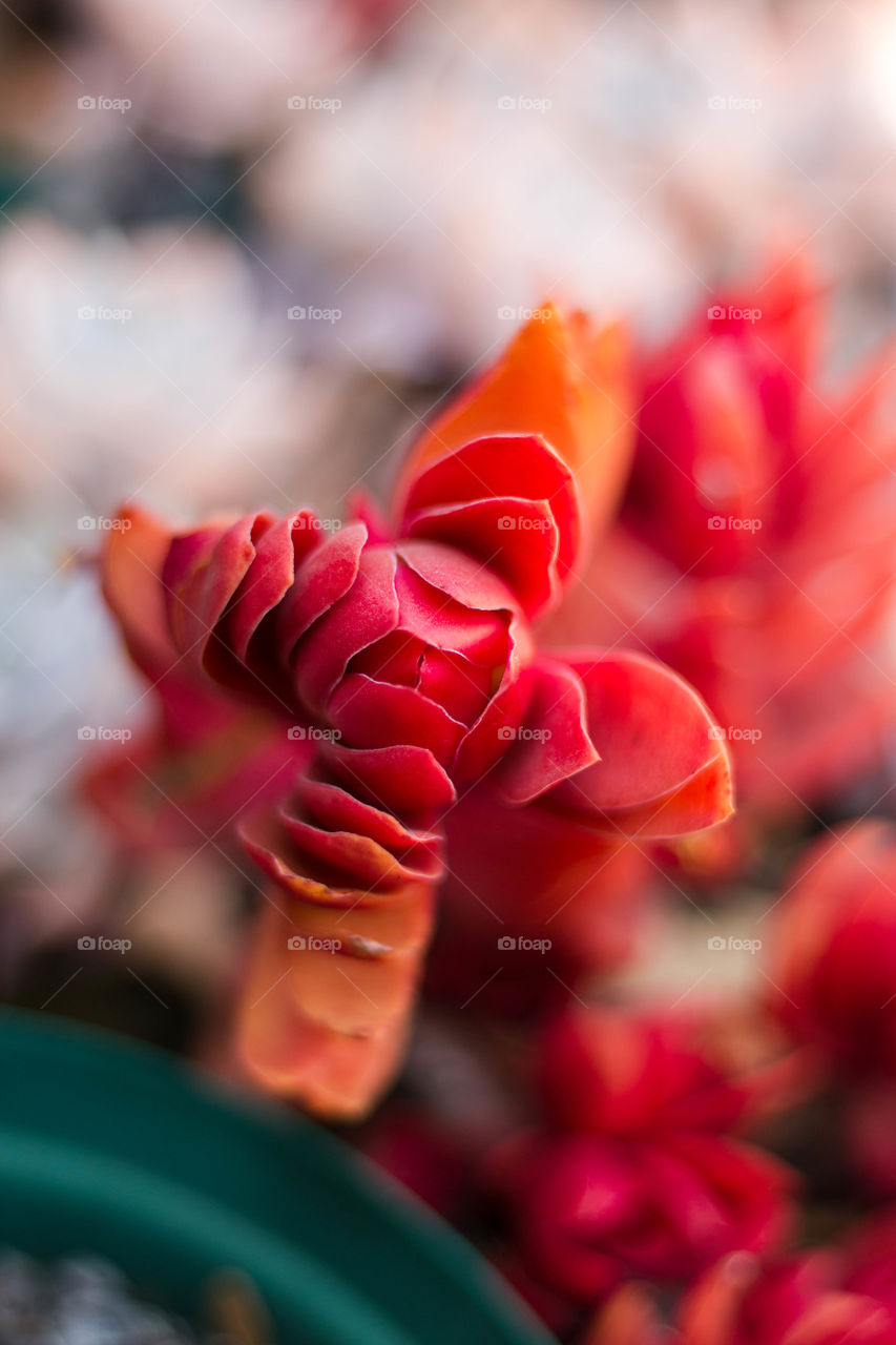 Cactus red flower