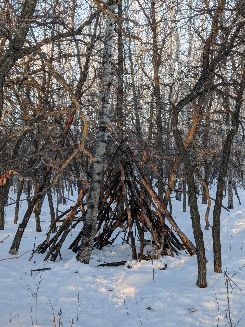 A Shelter in the forrest