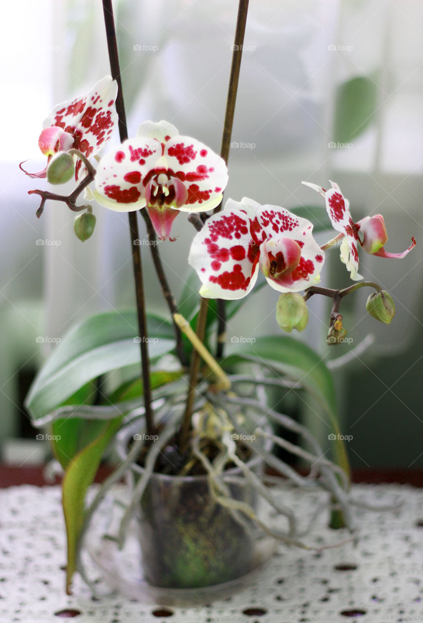 Orchid flowers, home garden 4