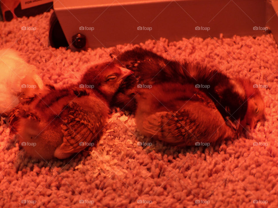 Sleeping chicks