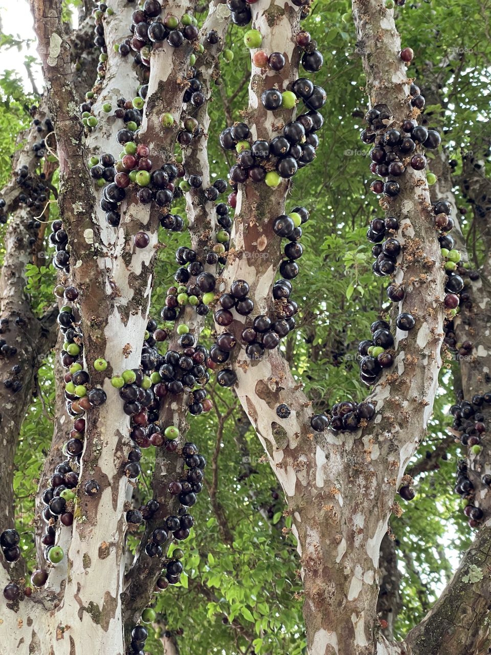 Plant “Jabuticaba tree”