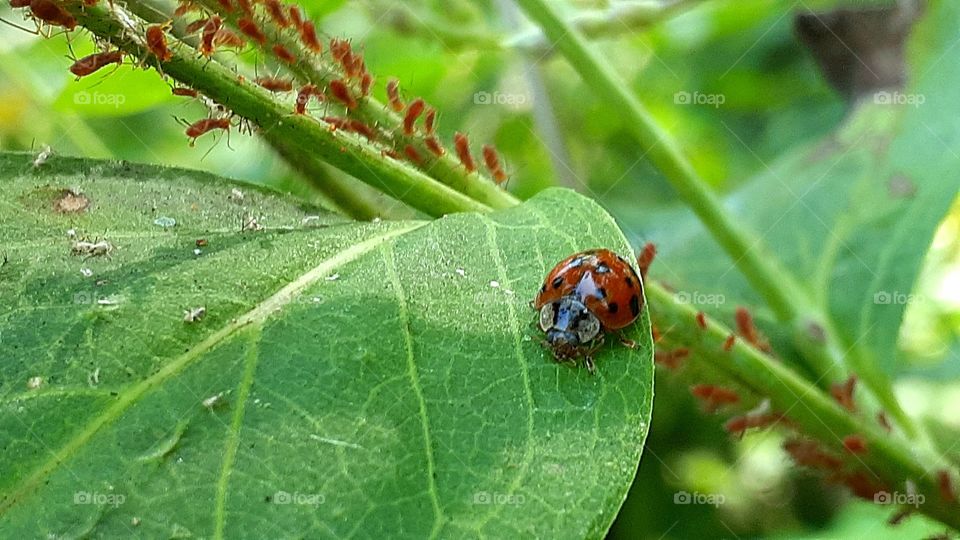 Ladybug and Aphids