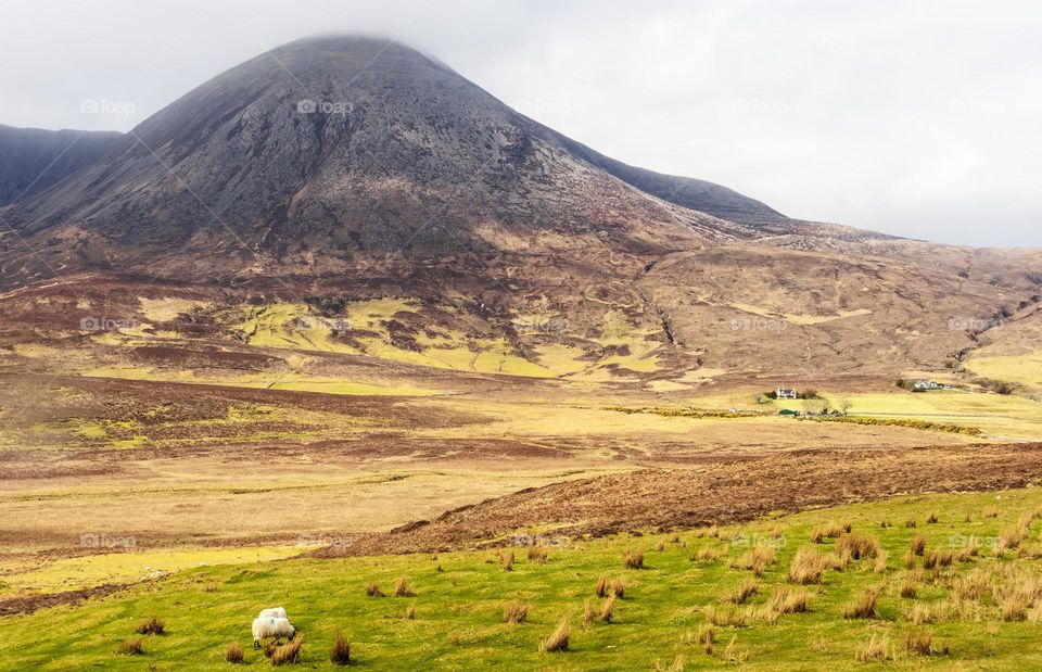 Sheep graze on green rolling hills below the Cuillin Mountains, Isle of Skye