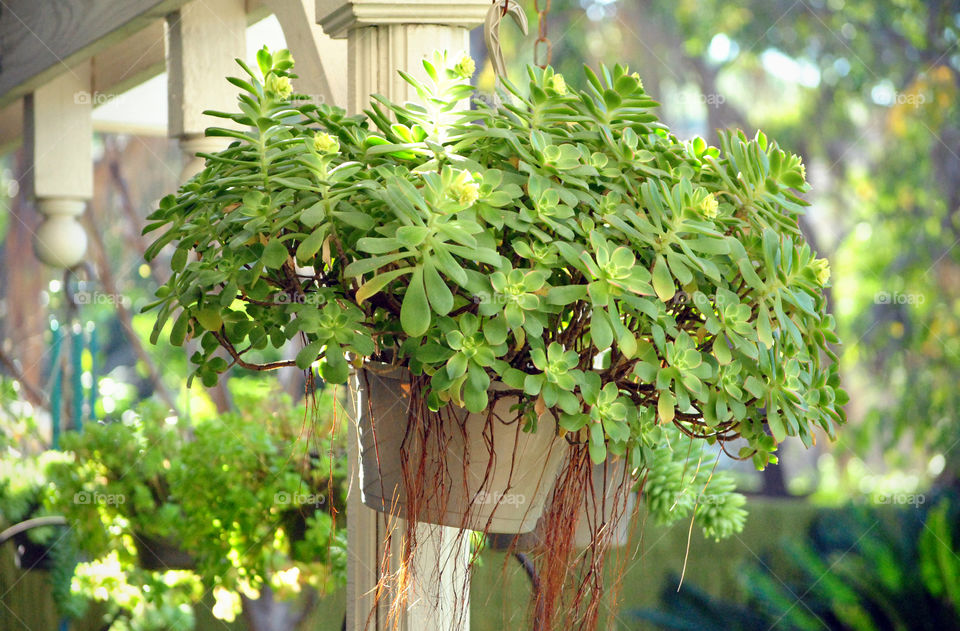 Close-up of plant in a hanging basket