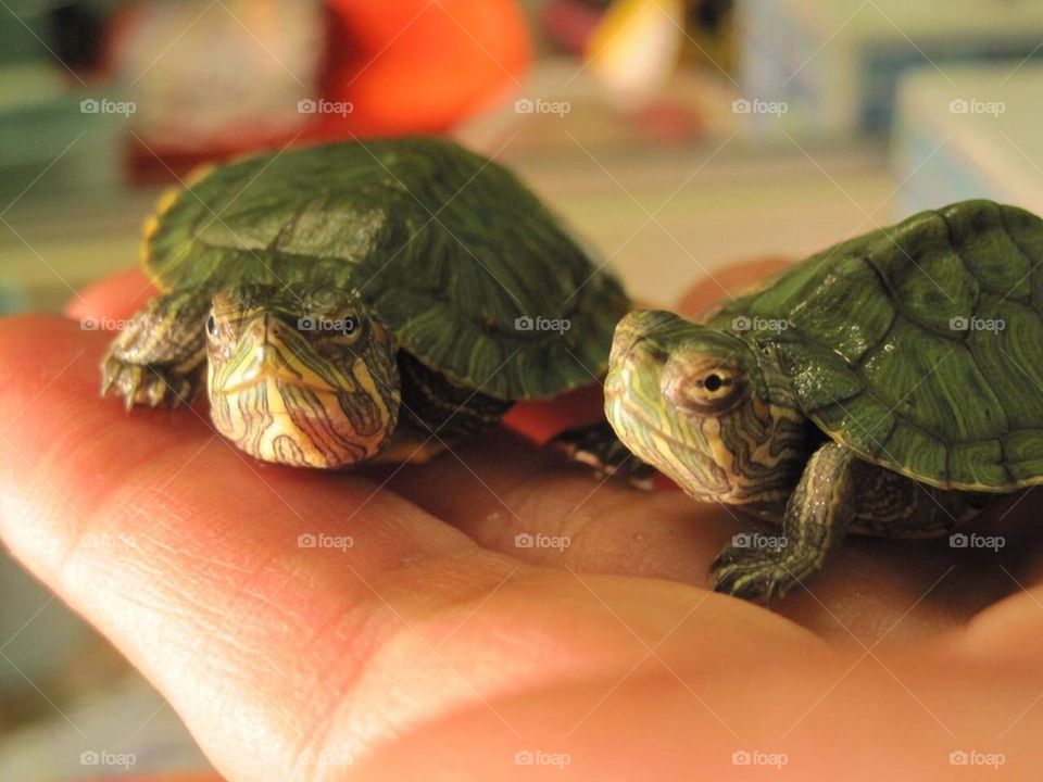 Baby turtles