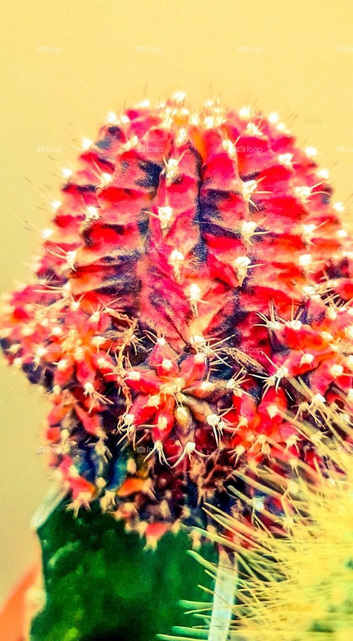 Beautiful multicolored cactus with a predominance of red, magenta, purple and yellow colors.