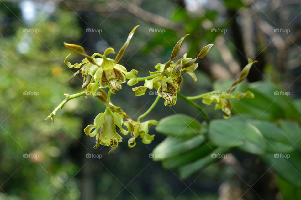 Dendrobium Orchid Pseudoconanthum