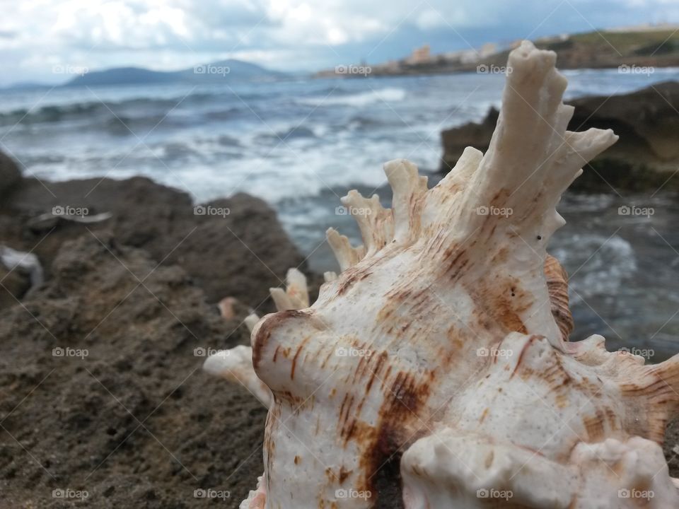 close up of seashell in front of the sea