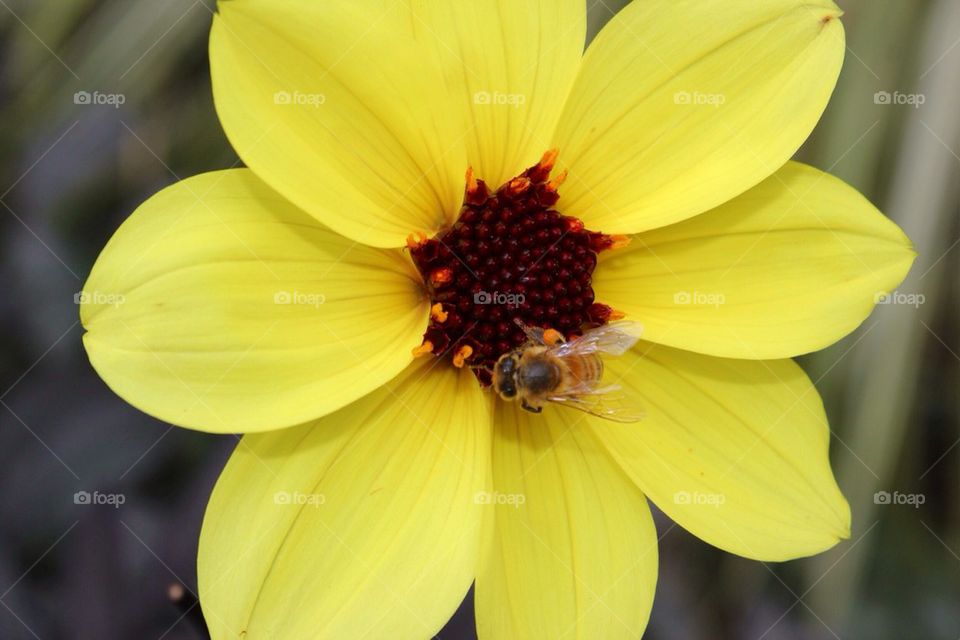 Yellow flower with honey bee