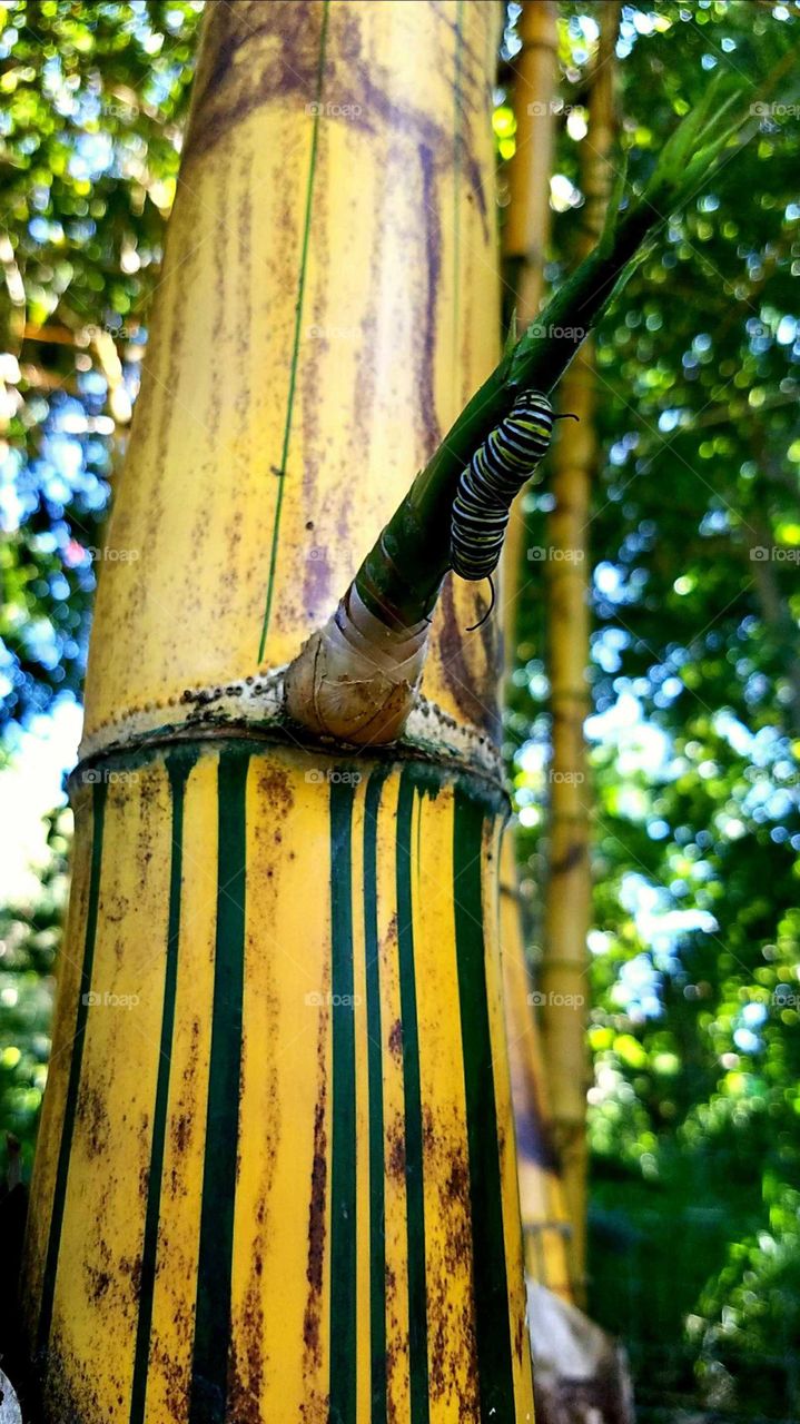 Yellow striped bamboo and a Caterpillar, big Island