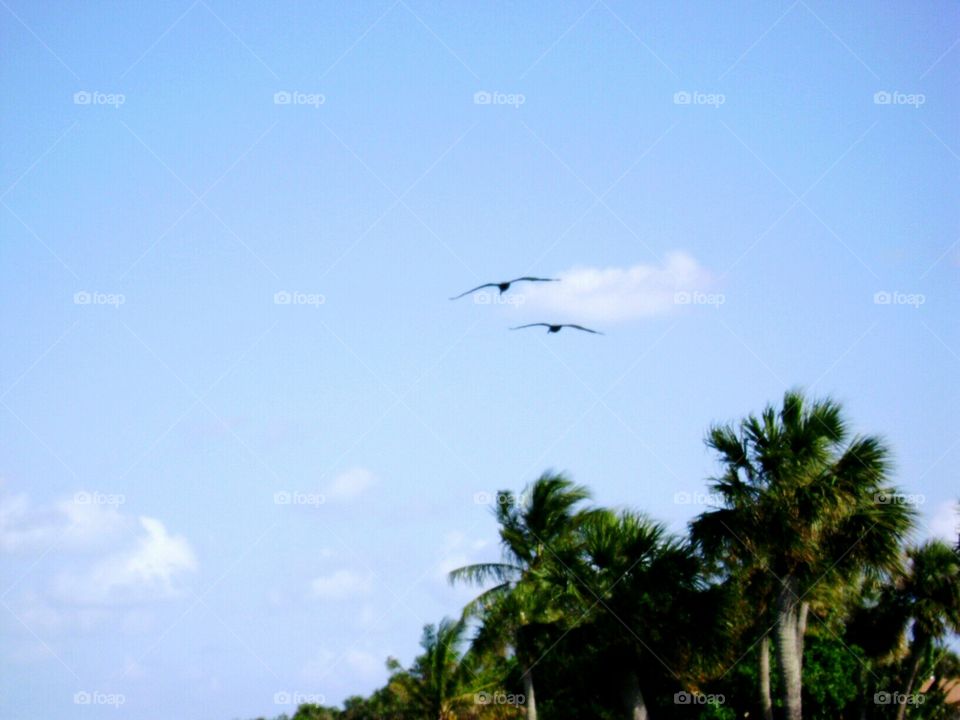 seagulls in flight. seagulls in flight