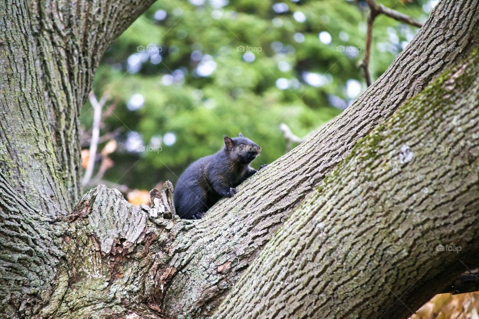 Black Squirrel 