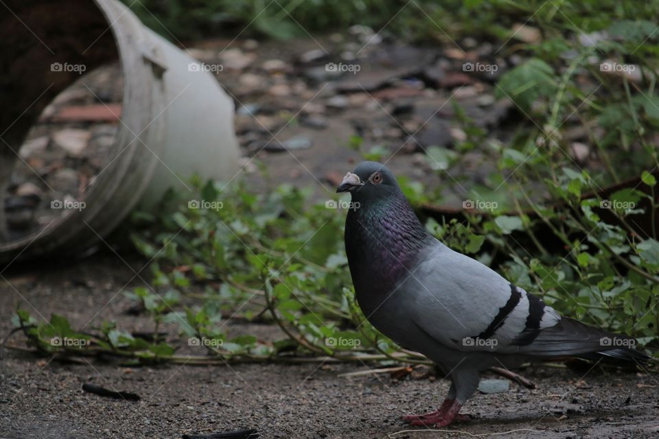 Homing pigeon in backyard