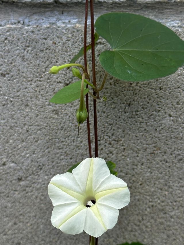 Small white morning glory flower and leafy vine growing outside cinderblock wall