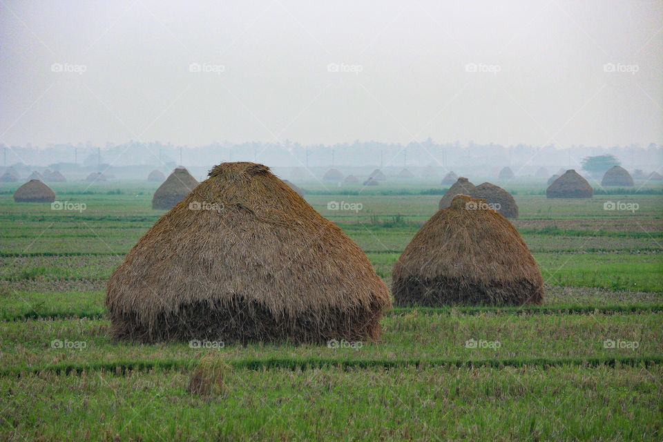 Fields of south India