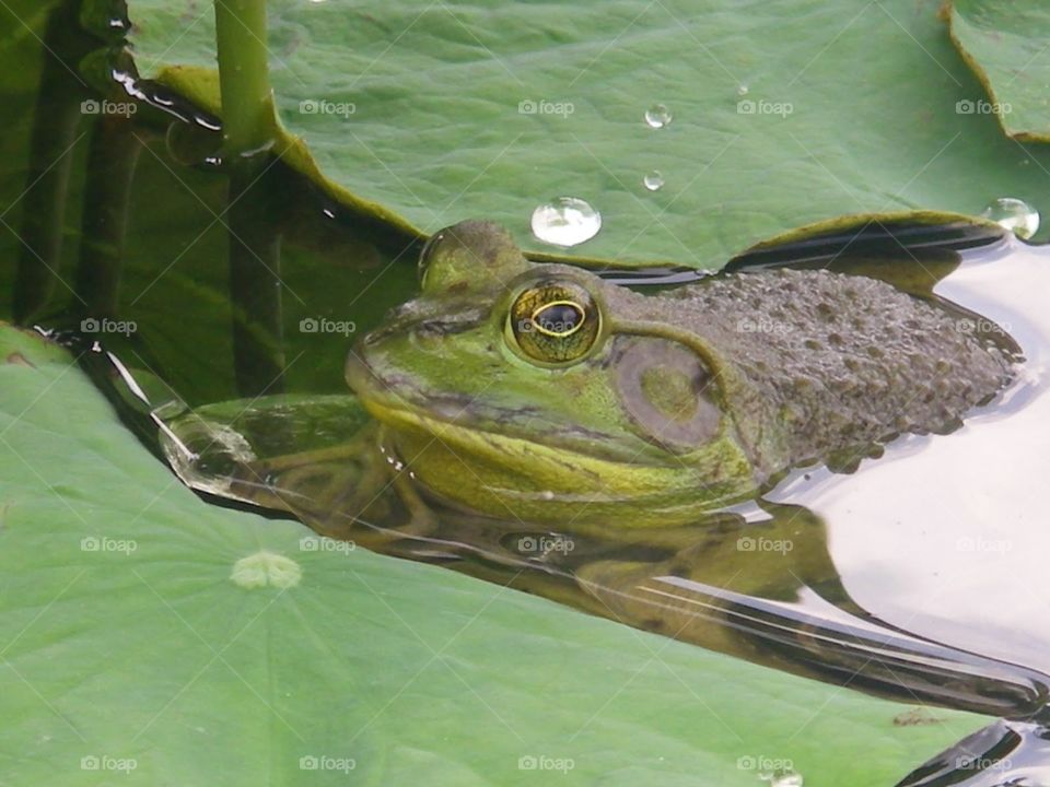 Bullfrog Up Close