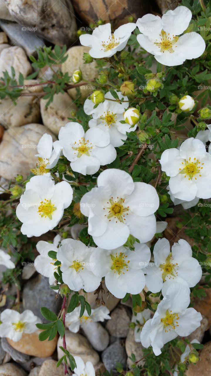 Elevated view of white flowers blooming on plant