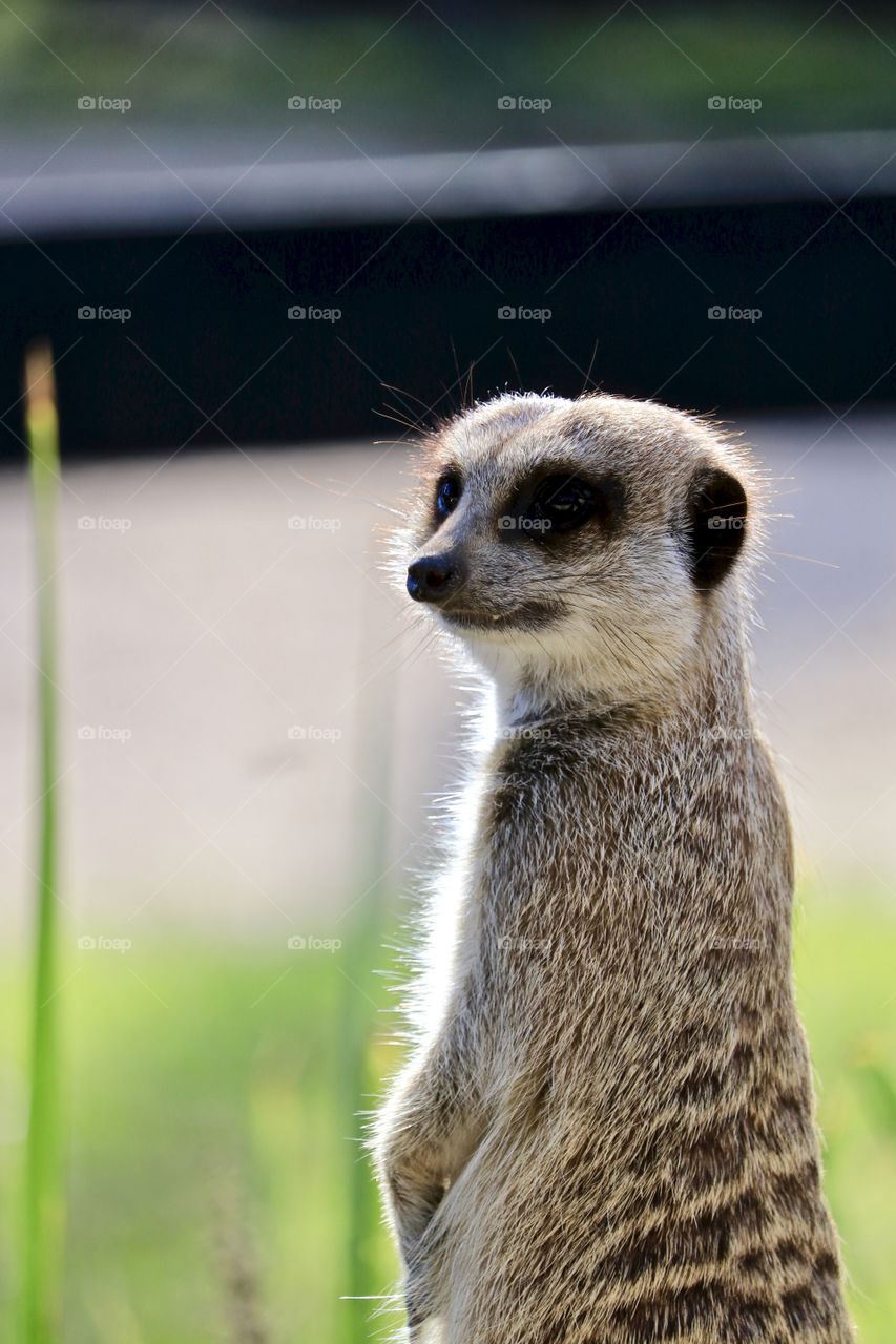 South African Meerkat standing, guarding, looking, otherwise known as Suricate, mongoose family, closeup