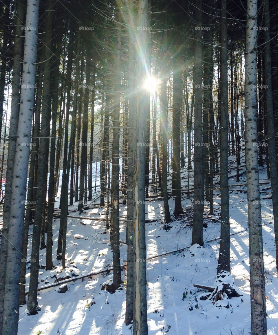 snow covered trees in the mountains