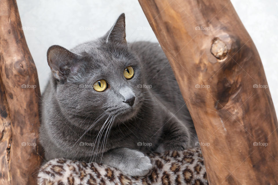 Russian blue cat