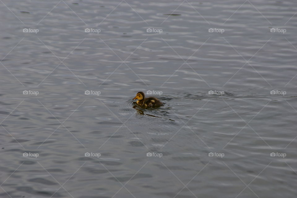Duckling