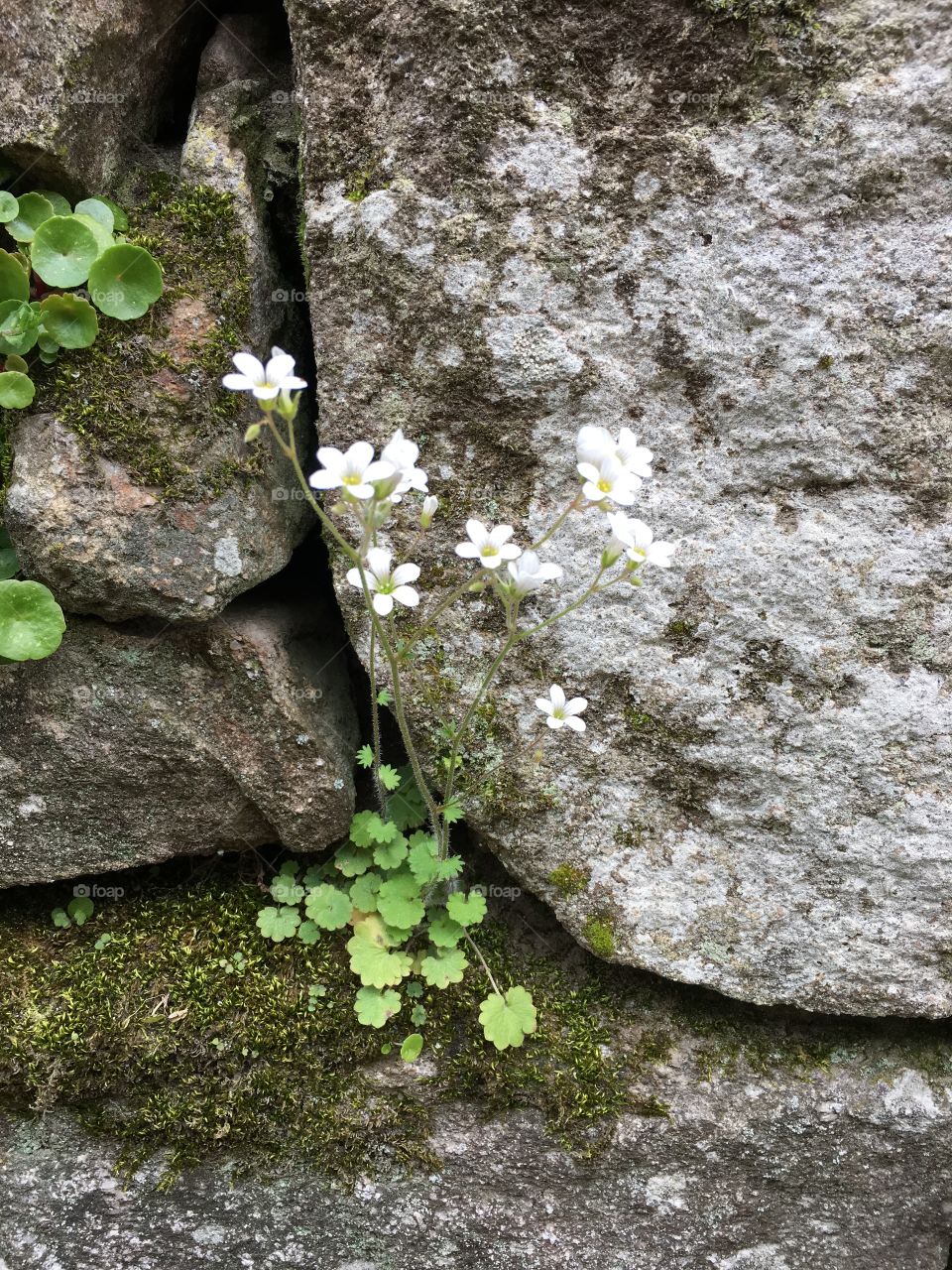 Wildflowers growing in between rocks