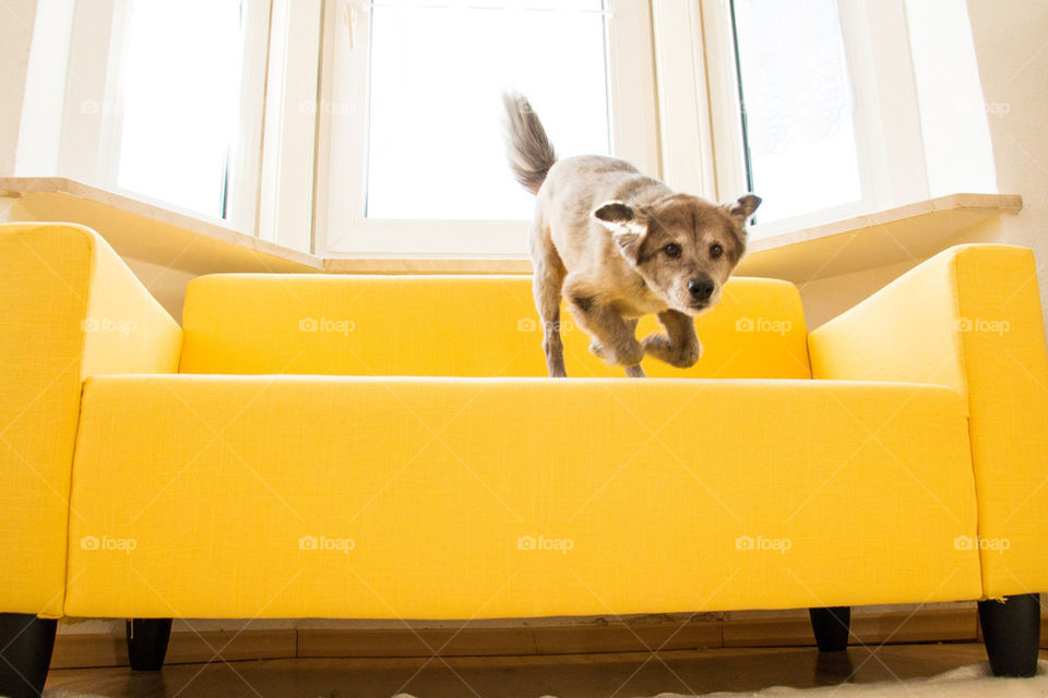 Dog jumping off yellow couch