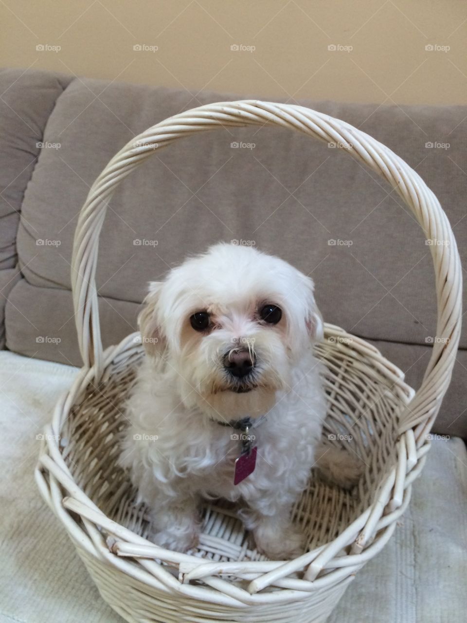 Cute  Maltese poodle in  a basket 