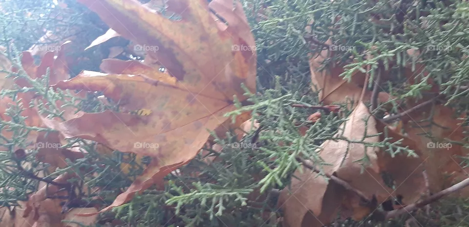 nature