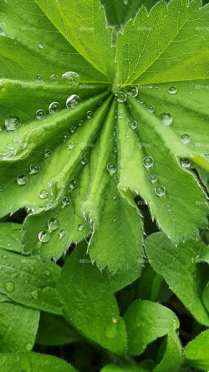 water droplets aligned on a leaf