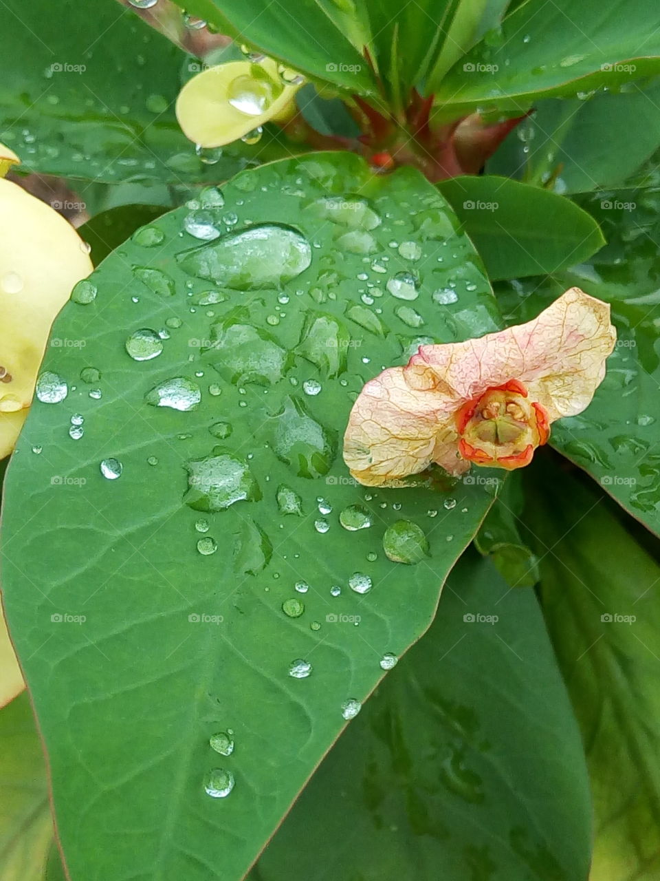 rain drops on a leaf