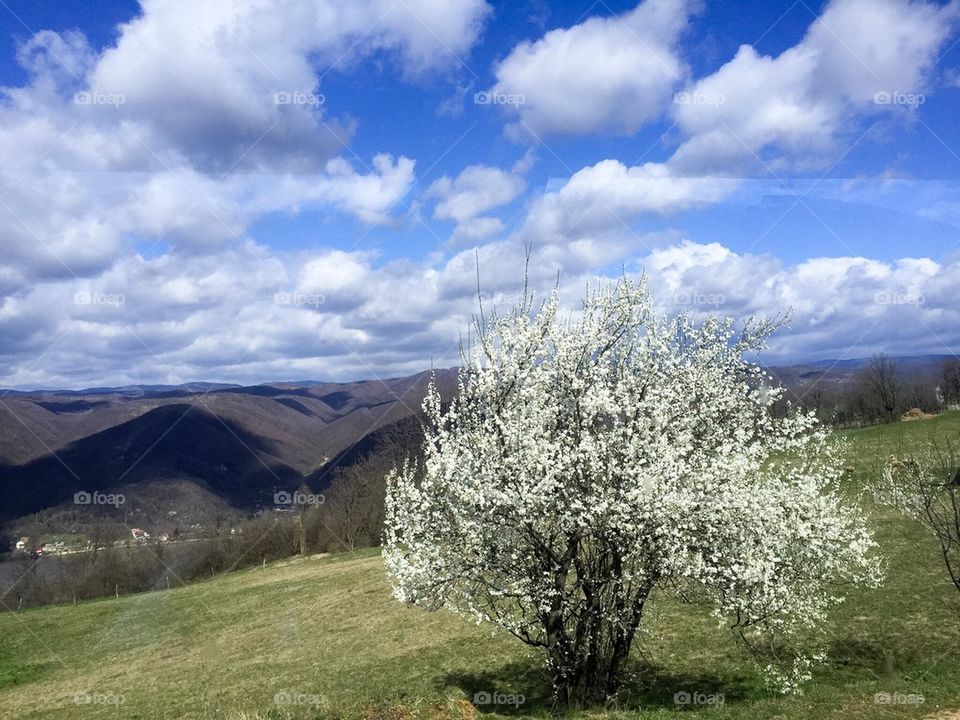 Cherry tree on hill in spring