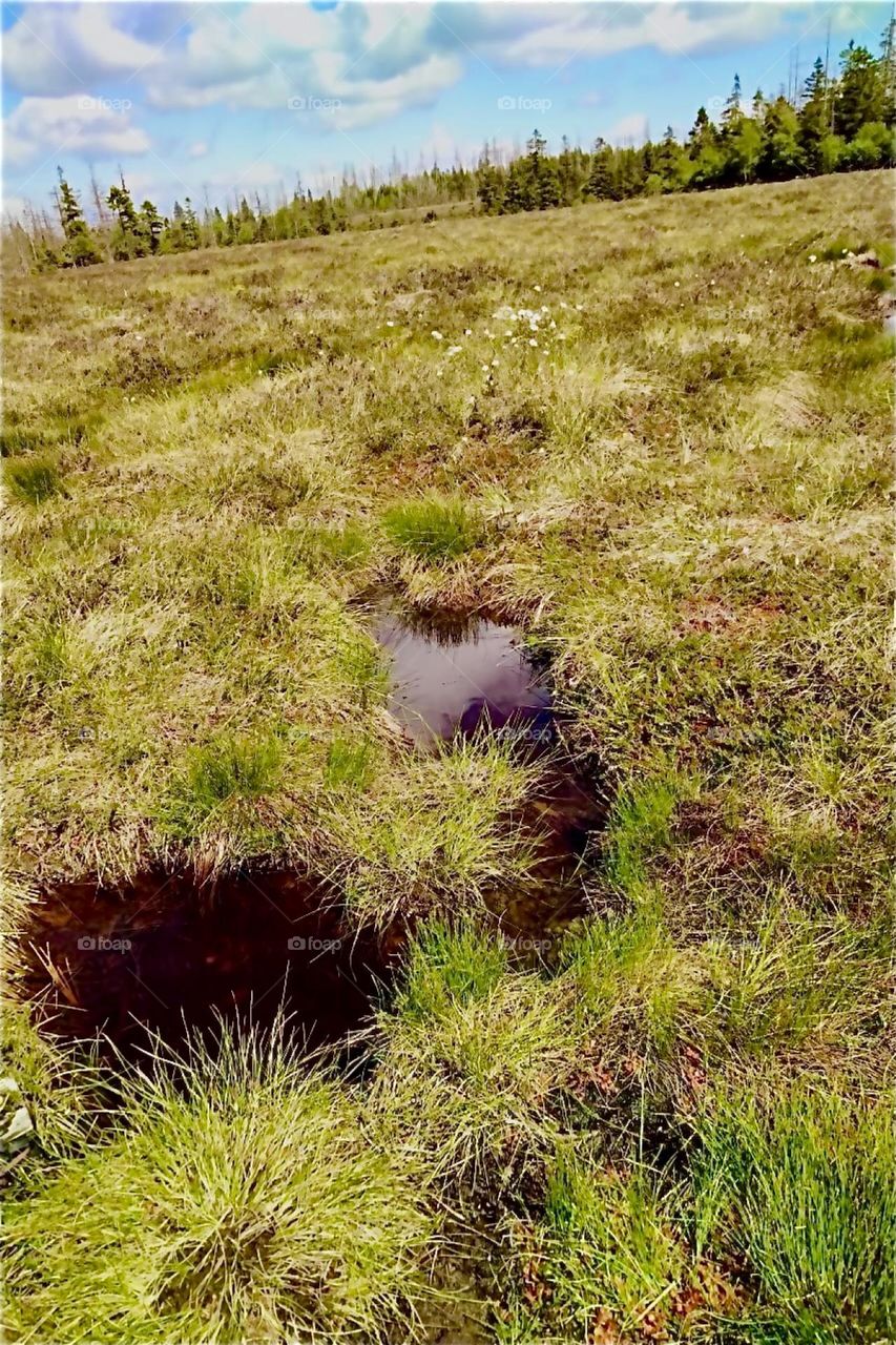 This is peat wetland near „Torfhaus“ in „Harz“, „Saxony-Anhalt“ in former „East Germany“, the „DDR“ or „German Democratic Republic“. 2024. Hypnotic Productions