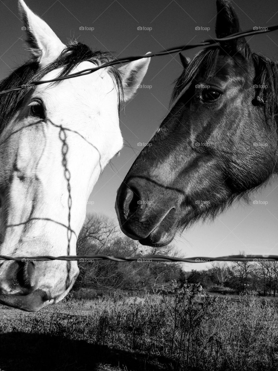 Horses in Grey