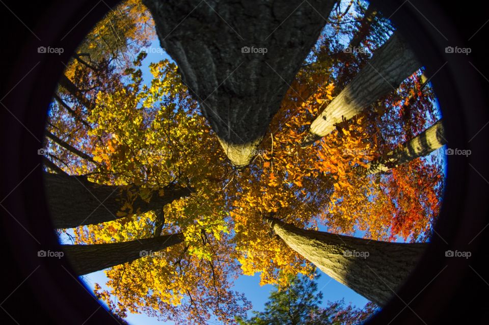 Low angle view of tree trunks