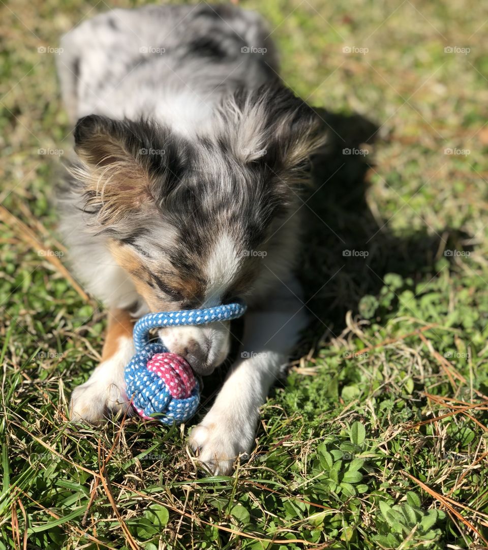Aussie play time 