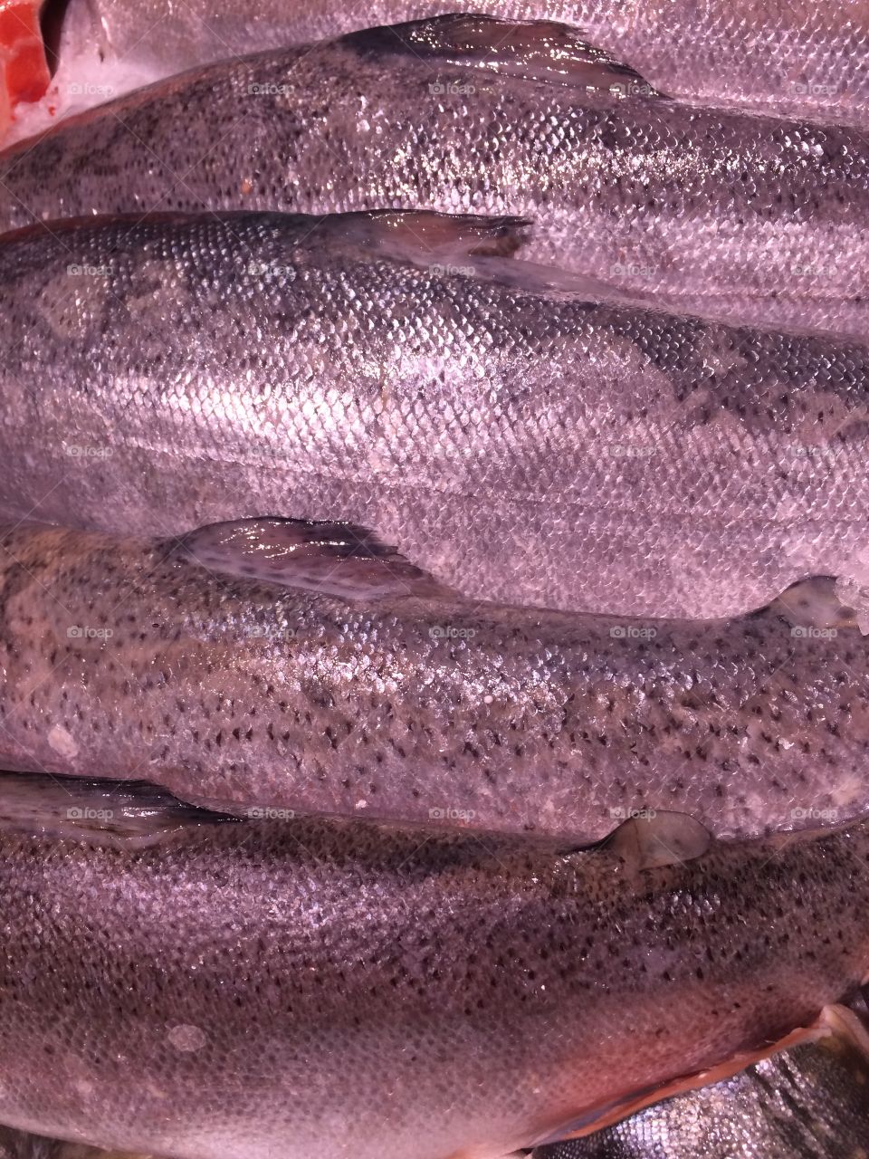 Close-up of fishs