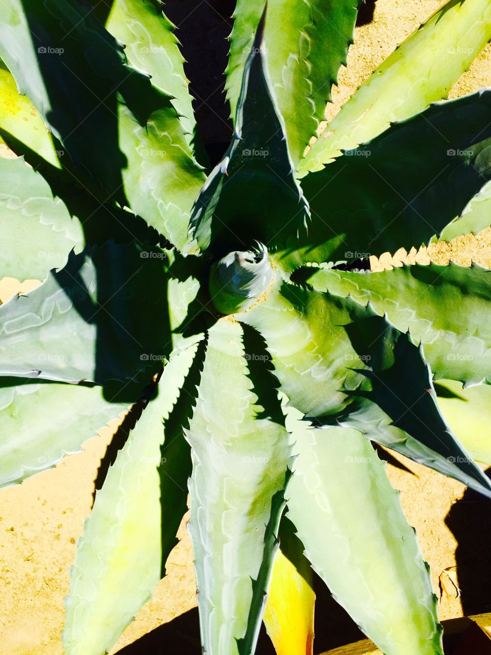 Agave closeup 