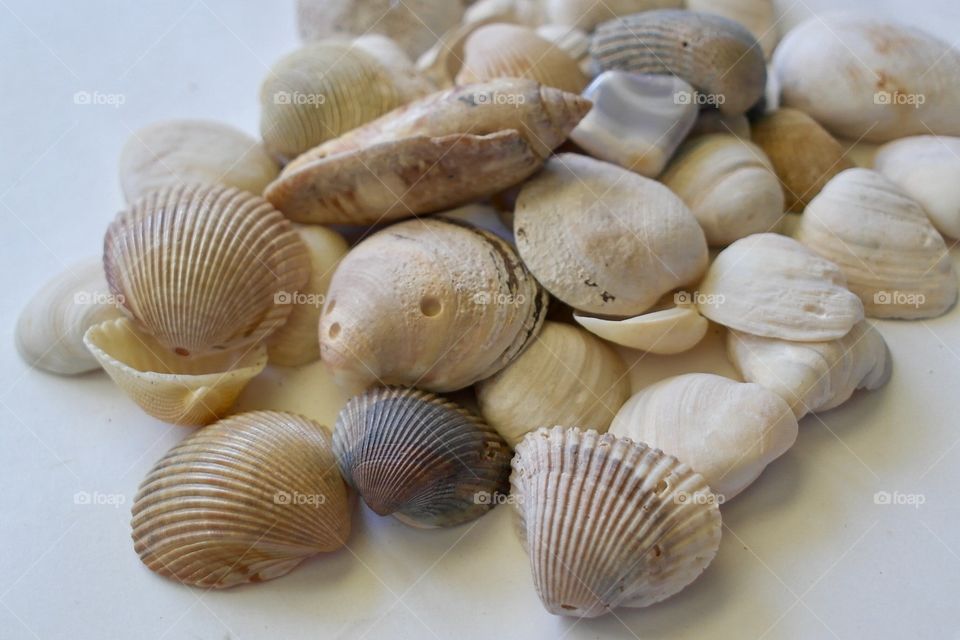 Variation of seashells
