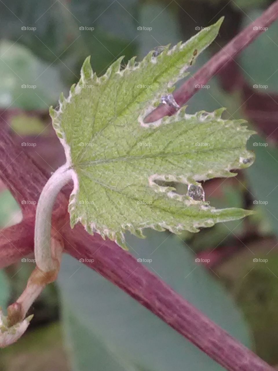 The black graps leaf on the forest in Chhattishgarh.