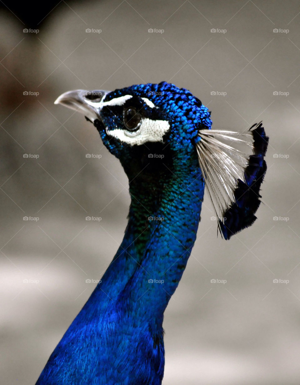 Peacock