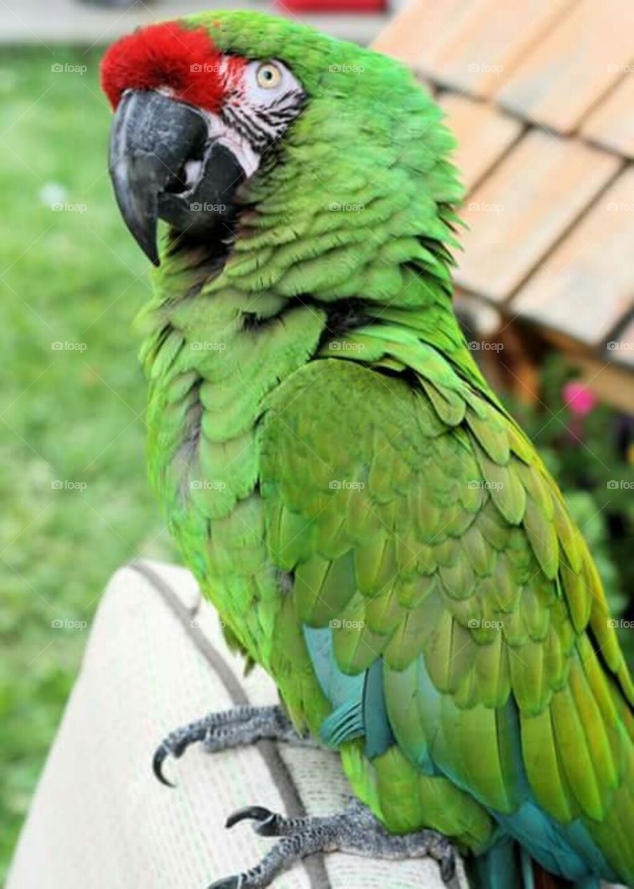 pet macaw