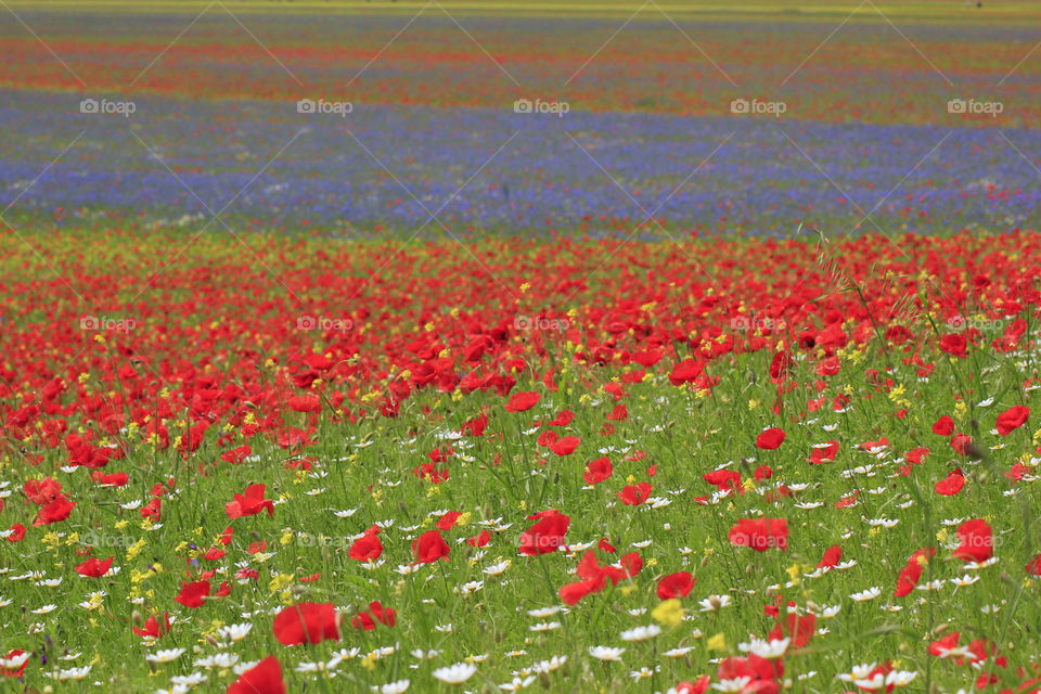 Poppies blooming in field