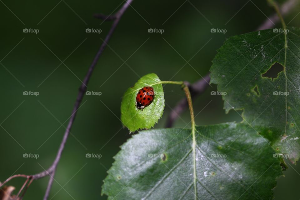 Ladybug 