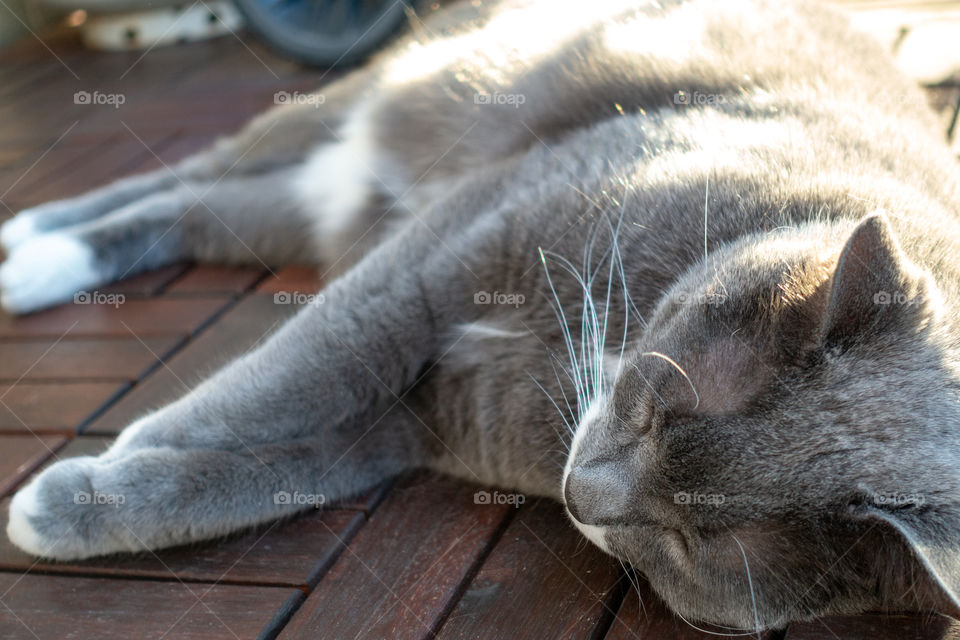 My adorable cat taking a nap on the Ikea patio tiles, soaking up some afternoon sun after a hard day of pretending to murder toys and grooming. 