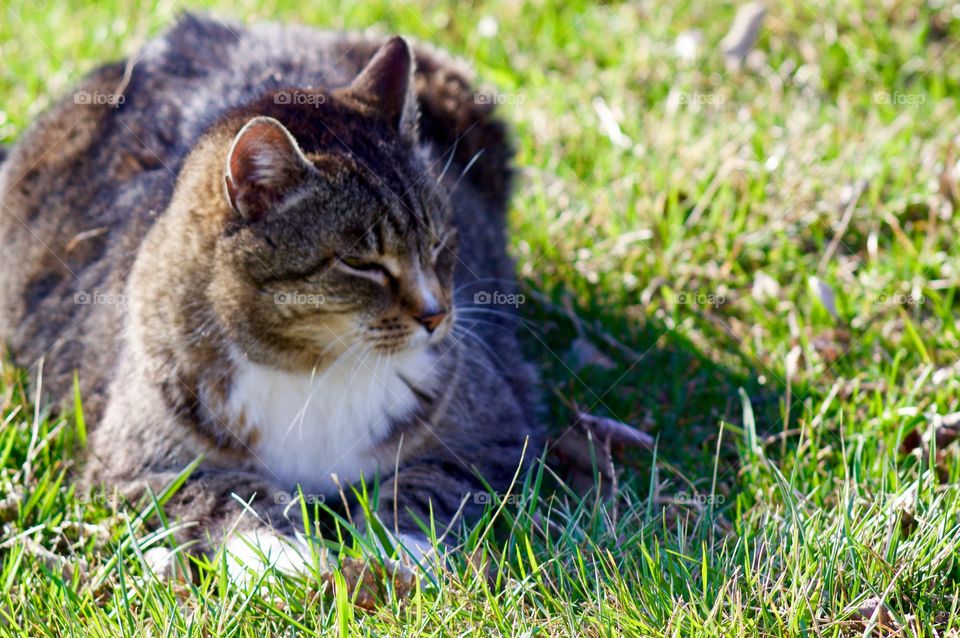 Grey tabby sleepily sunning itself in the grass 