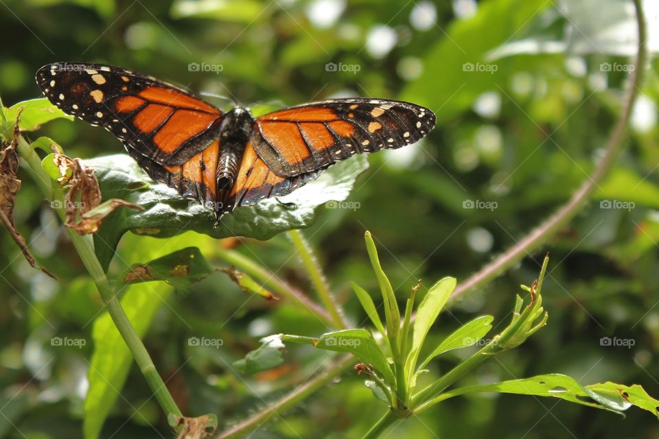 Monarch wings 🌺