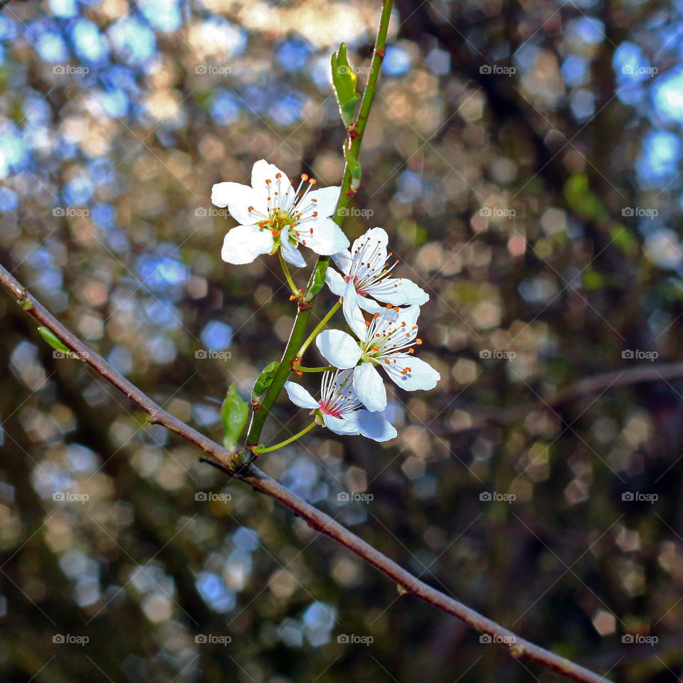 Blossom and Bokeh