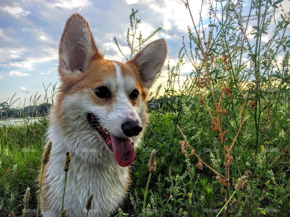 Jungle Creature . Playing with this guy in the sea grass is the best way to spend any summer day. 