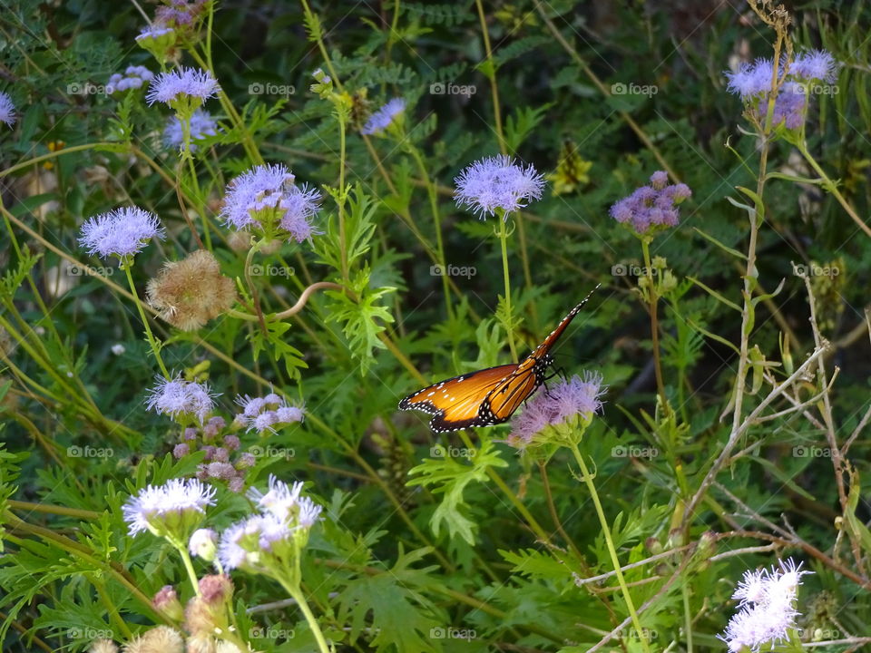 Garden Butterfly